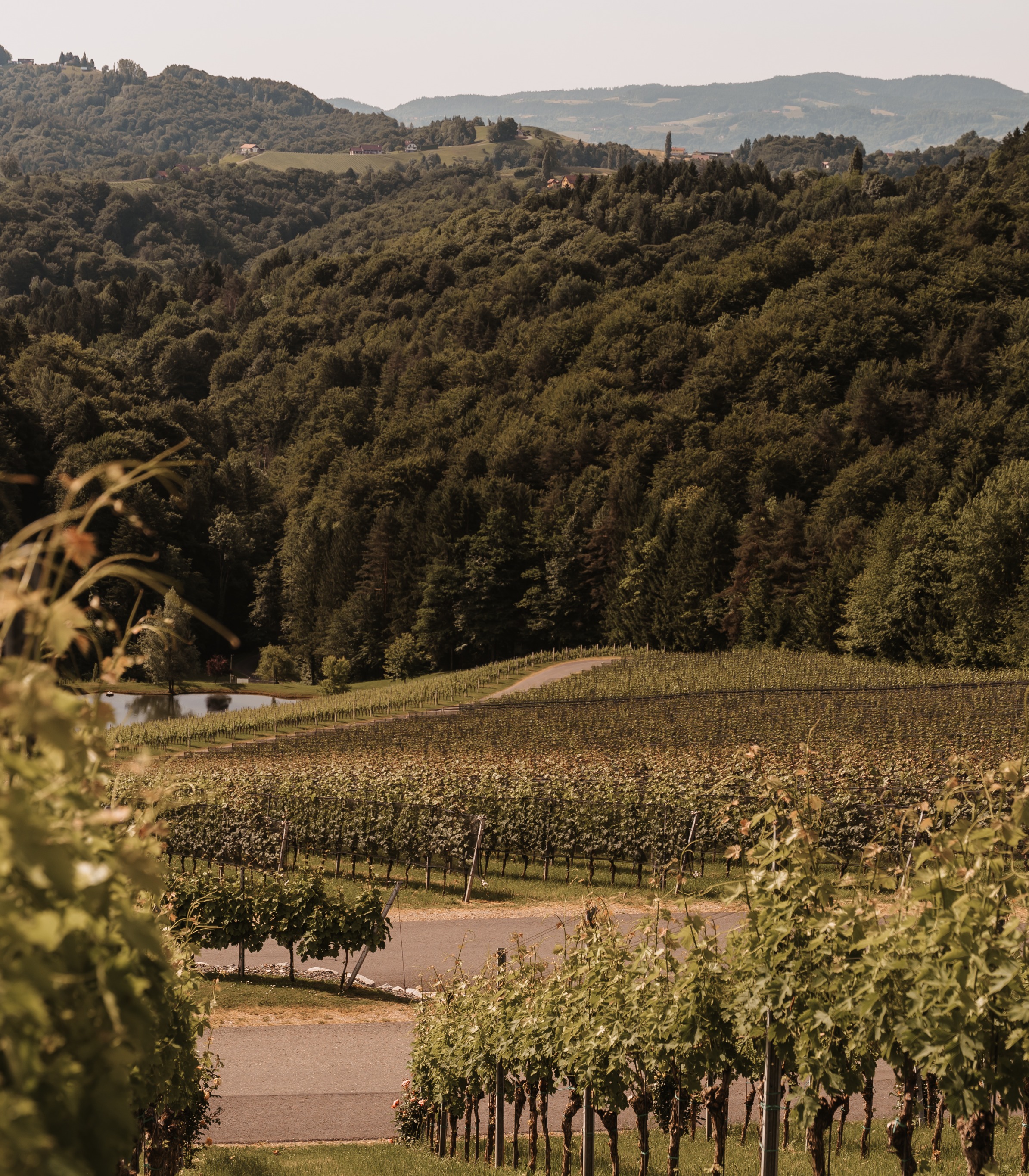 Weingut / Familie Bilder