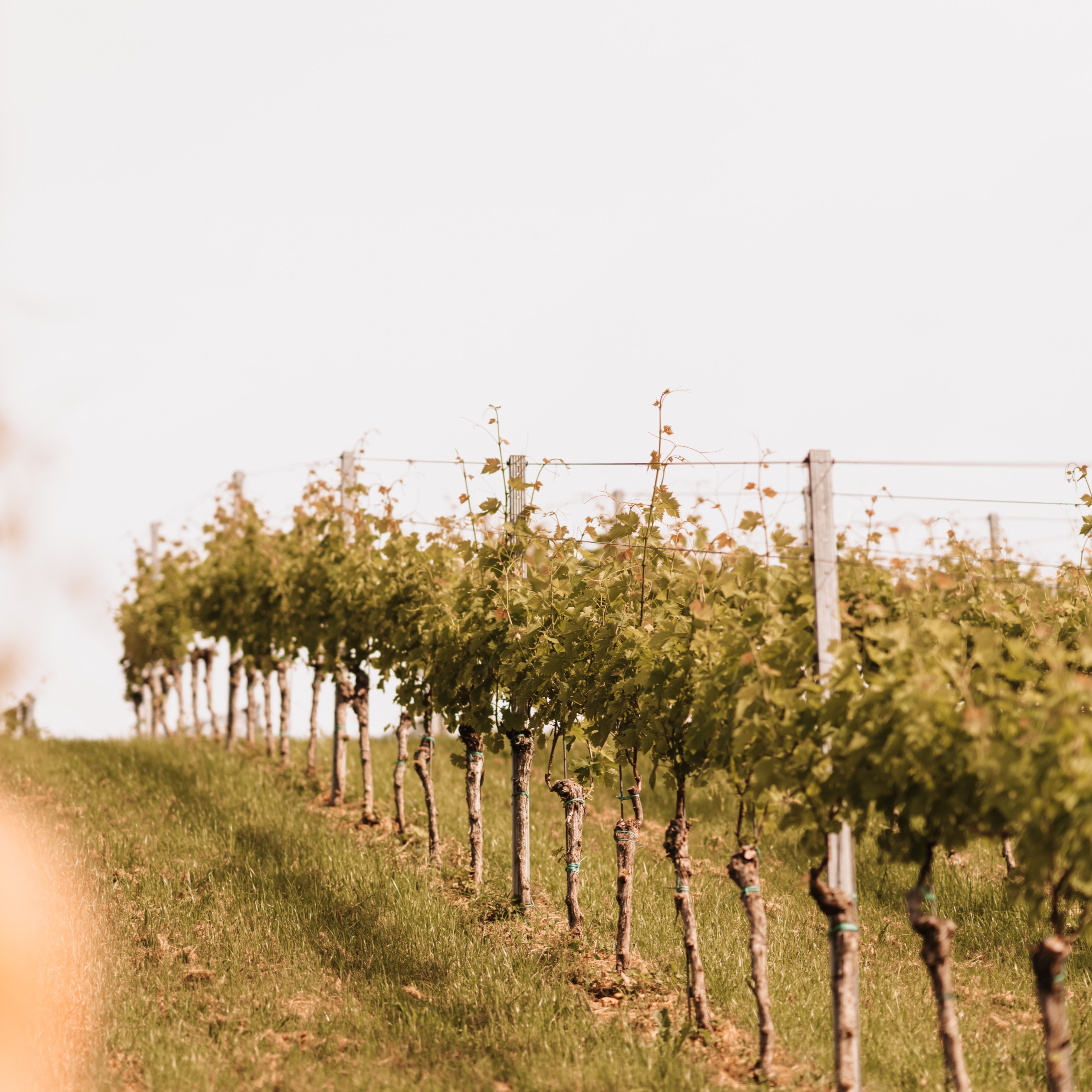 Weingut Bilder 